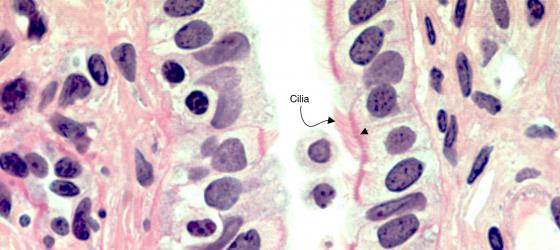 Figure E37. Human oviduct