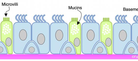 Figure E38. Schematic drawing of the pseudostratified epithelium