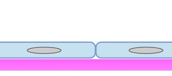 Figure E4. Schematic drawing of the simple squamous epithelium.