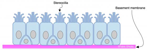 Figure E40. Schematic drawing of the pseudostratified epithelium with stereocilia