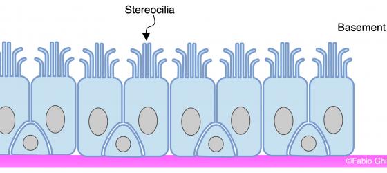 Figure E40. Schematic drawing of the pseudostratified epithelium with stereocilia