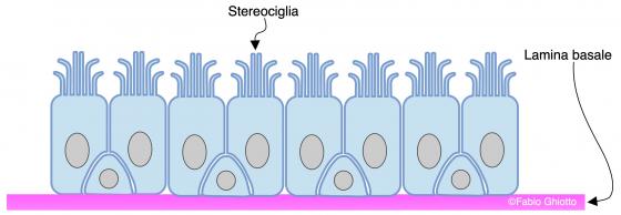 Figura E40. Disegno schematico dell’organizzazione dell’epitelio cilindrico pseudostratificato con sterocilia