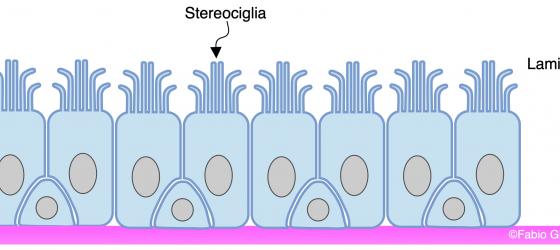 Figura E40. Disegno schematico dell’organizzazione dell’epitelio cilindrico pseudostratificato con sterocilia