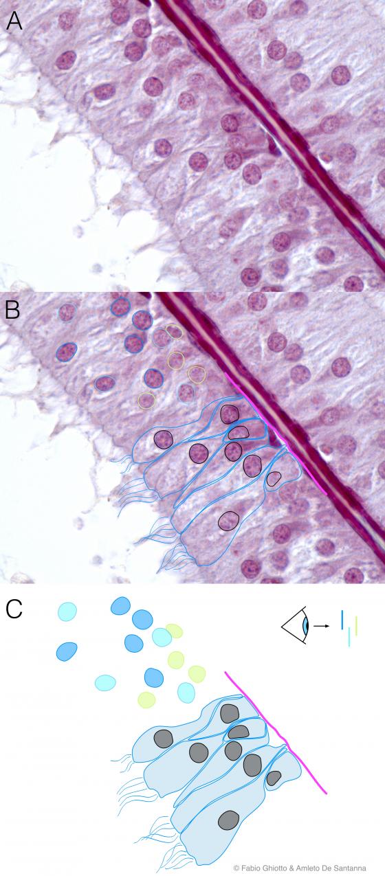 Figura E41. Micrografia di epitelio cilindrico pseudostratificato con sterocilia annotata digitalmente