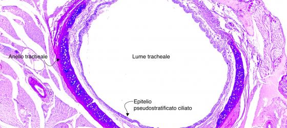 Figura E43. Trachea di topo