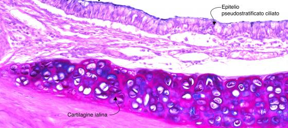 Figura E44. Trachea di topo