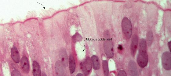 Figure E48. Human fetal nasal cavities