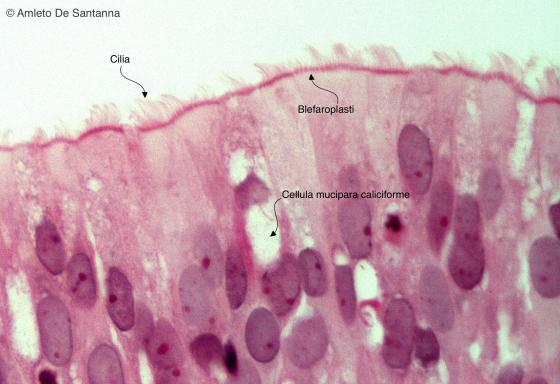 Figura E48. Cavità nasali di feto umano