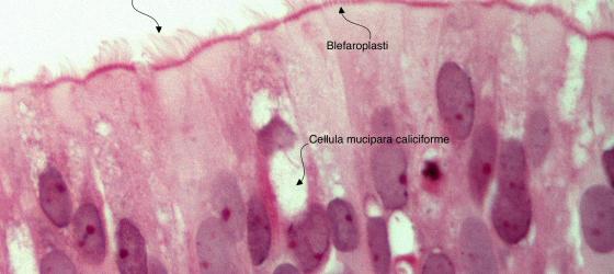 Figura E48. Cavità nasali di feto umano