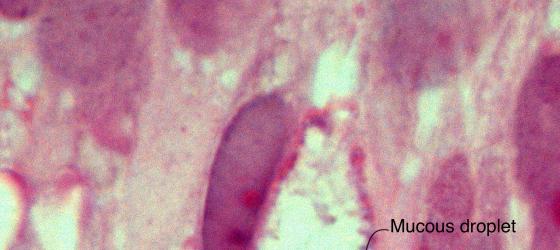 Figure E50. Human fetal nasal cavities