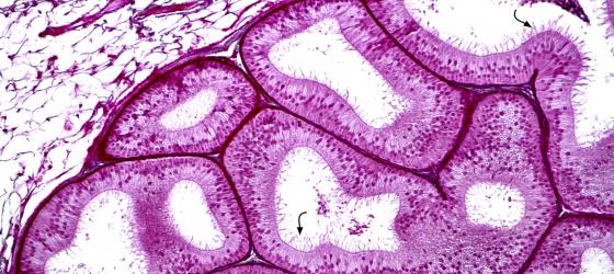 Figura E53. Epididimo di coniglio