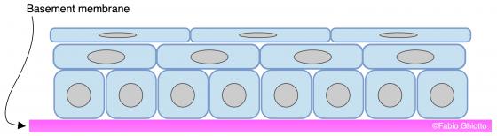 Figure E59. Schematic drawing of the organization of the stratified squamous epithelium