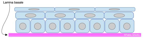 Figura E59. Disegno schematico dell’organizzazione dell’epitelio pavimentoso pluristratificato