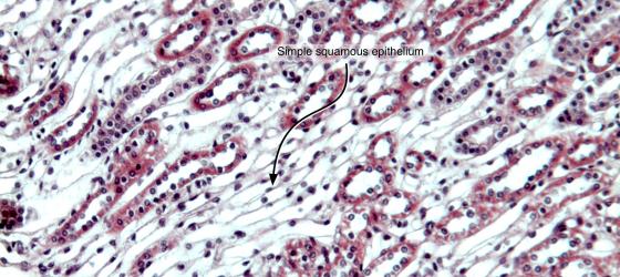 Figure E9. Rabbit kidney