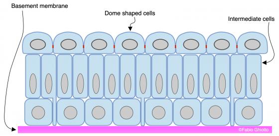 Figure E99. Schematic drawing of the transitional epithelium