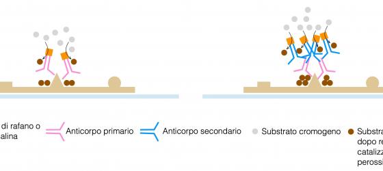 Figura S31 Esempio schematico di reazione immunoistochimica