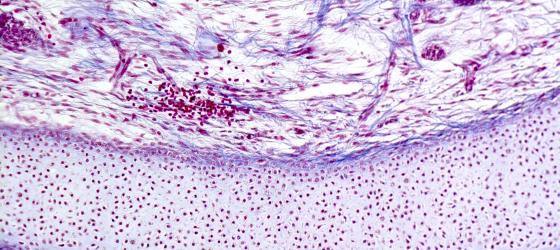 Figura S7 Trachea di feto umano