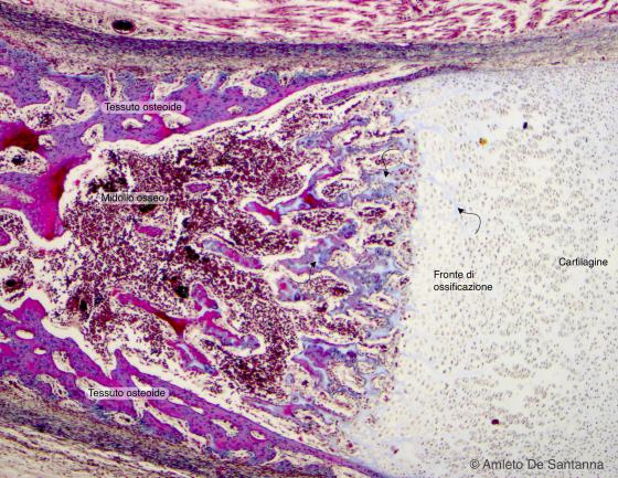 Figura C101. Piede fetale umano