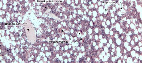 Figure C108A. Human red bone marrow