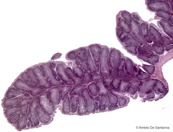 Figura C112. Borsa di Fabrizio, organo linfoide primario presente solo negli uccelli e situato nello spessore della parete intestinale. Ematossilina ferrica-Eo 12,5x