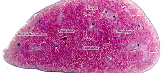 Figura C120A. Milza di topo a piccolo ingrandimento