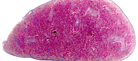 Figura C120B. Milza di topo a piccolo ingrandimento