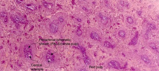 Figure C121A. Mouse spleen