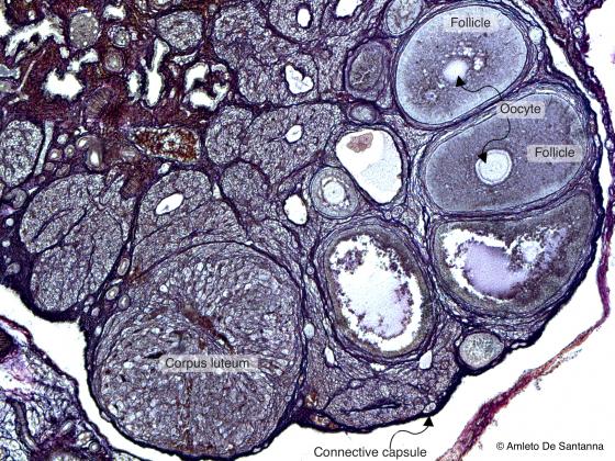 Figure C13. Mouse ovary
