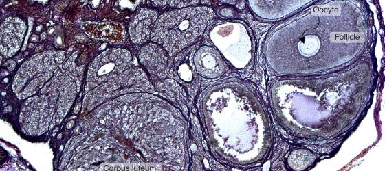 Figure C13. Mouse ovary