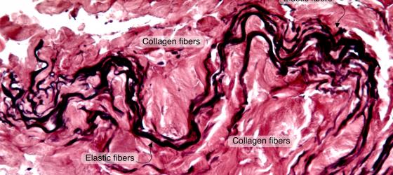 Figure C27. Human skin