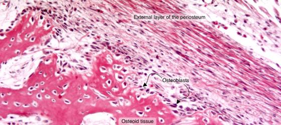 Figure C40. Foot of human embryo