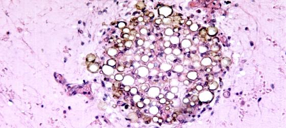 Figura C47. Tessuto adiposo nel mesentere di marmotta