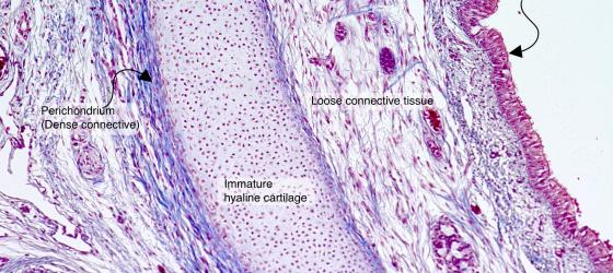 Figure C52. Human fetal trachea