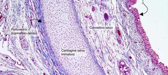 Figura C52. Trachea fetale umana