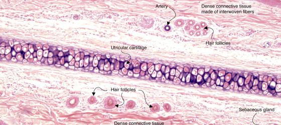 Figure C70. Mouse auricle