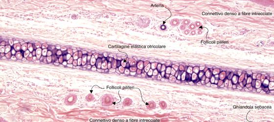 Figura C70. Padiglione auricolare di topo