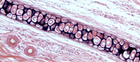 Figura C71. Padiglione auricolare di ratto a forte ingrandimento