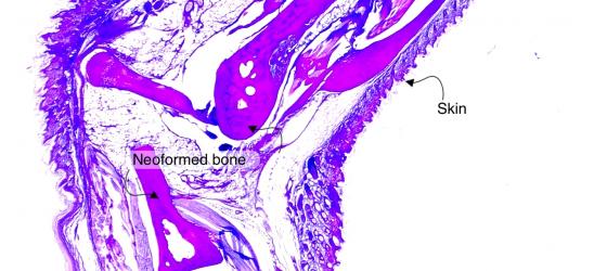 Figure C72. Mouse anterior limb