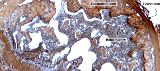 Figure C78. Mouse femur