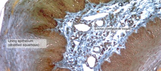 Figure C8. Rabbit esophagus