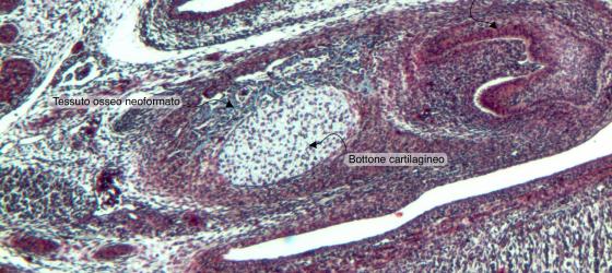 Figura C87. Mandibola di feto di topo