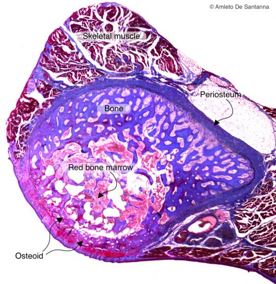 Figure C93. Human fetal rib