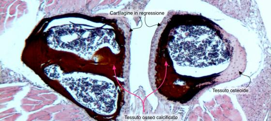 Figura C95. Vertebre di topo