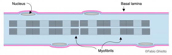Figure M1. Schematic drawing of a striated muscle fiber