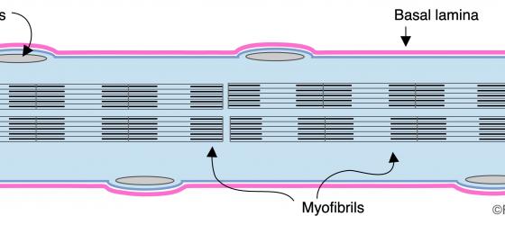 Figure M1. Schematic drawing of a striated muscle fiber