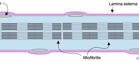 Figura M1. Disegno schematico di una fibra muscolare striata