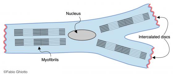 Figure M16. Schematic drawing of a cardiomyocyte
