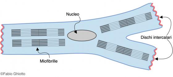 Figura M16. Disegno schematico di un miocardiocita