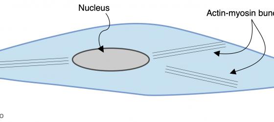 Figure M22. Schematic drawing of a smooth muscle cell