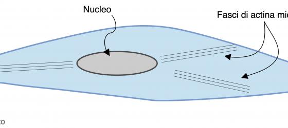 Figura M22. Disegno schematico di una cellula muscolare liscia